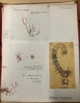 Page from one of Ellen Delf Smith's specimen books